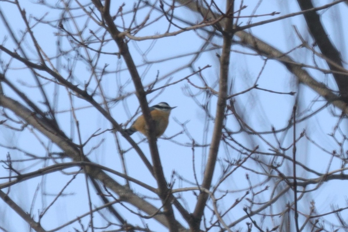 Red-breasted Nuthatch - ML613606624