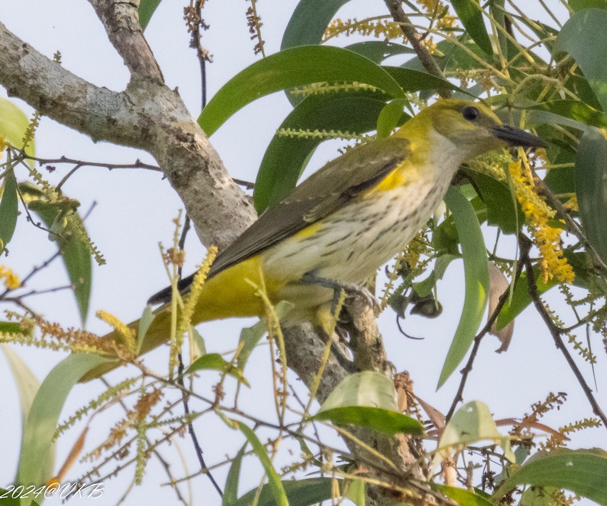 Indian Golden Oriole - ML613606802