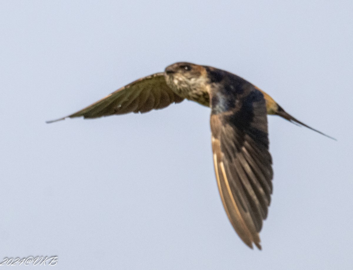 Red-rumped Swallow - ML613606859