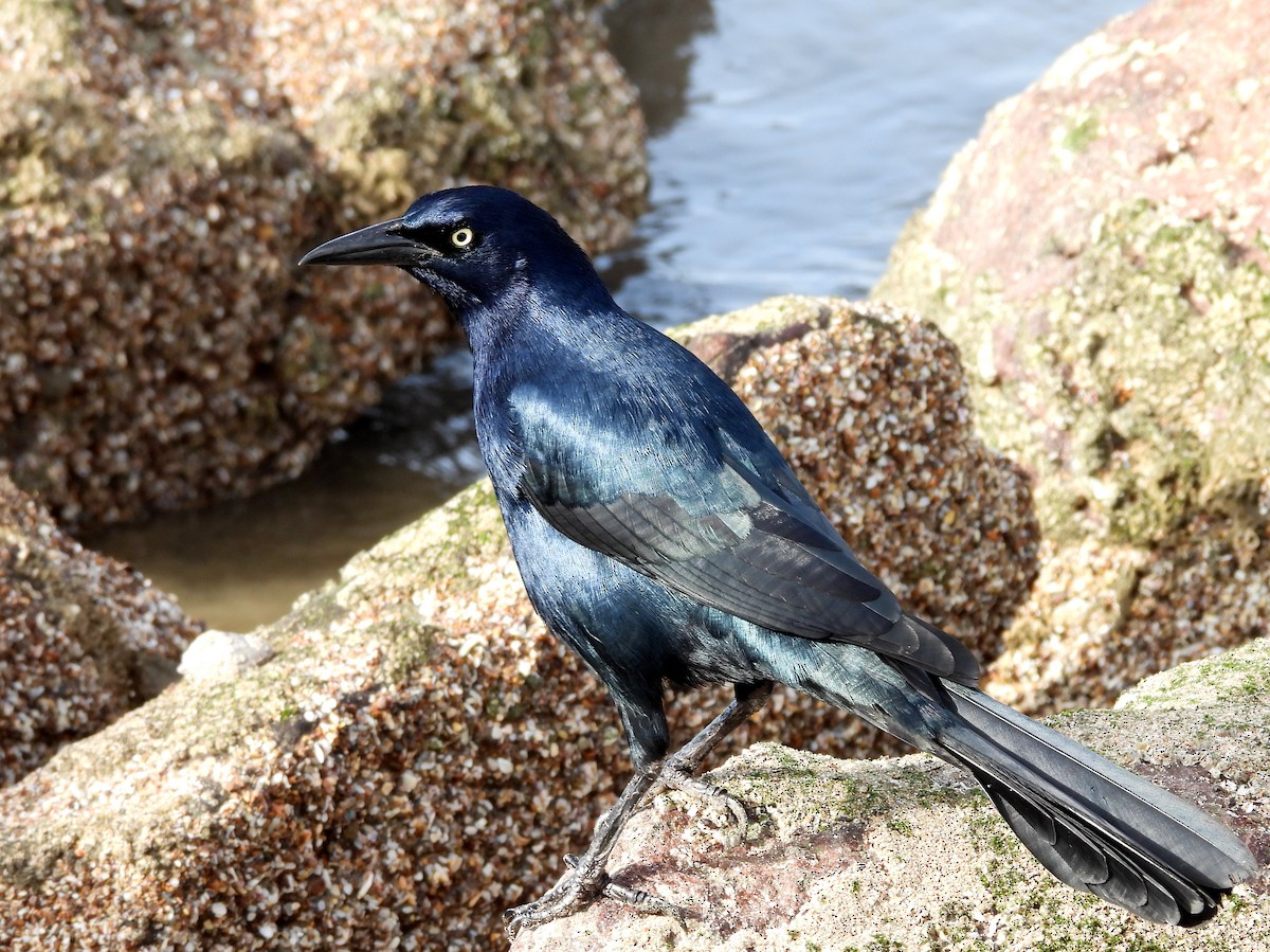 Great-tailed Grackle - ML613607051