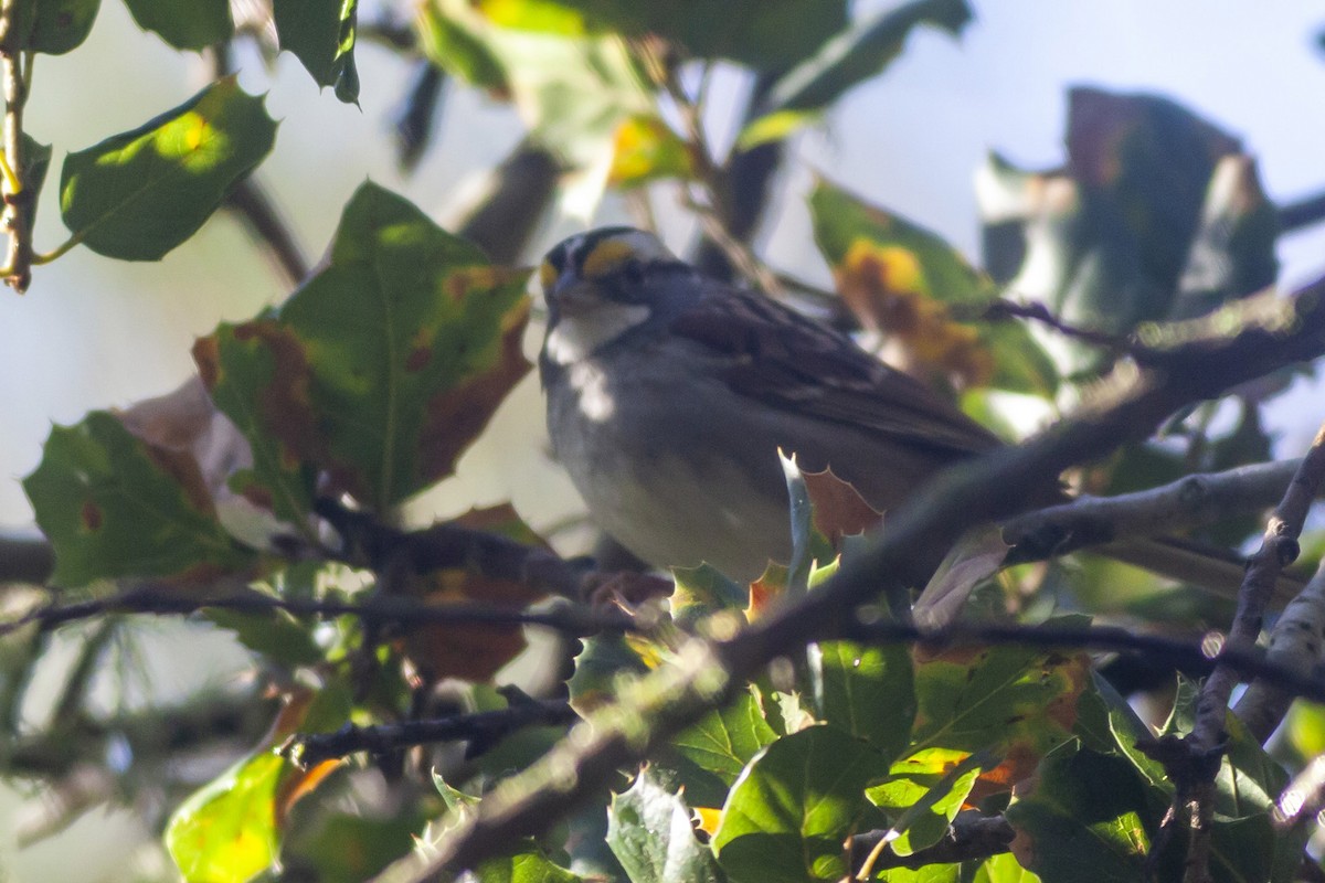 White-throated Sparrow - ML613607087