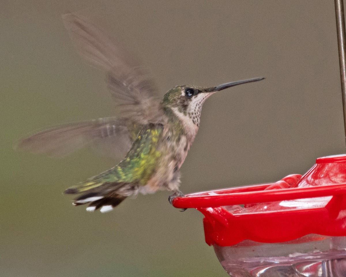 Ruby-throated Hummingbird - ML613607142
