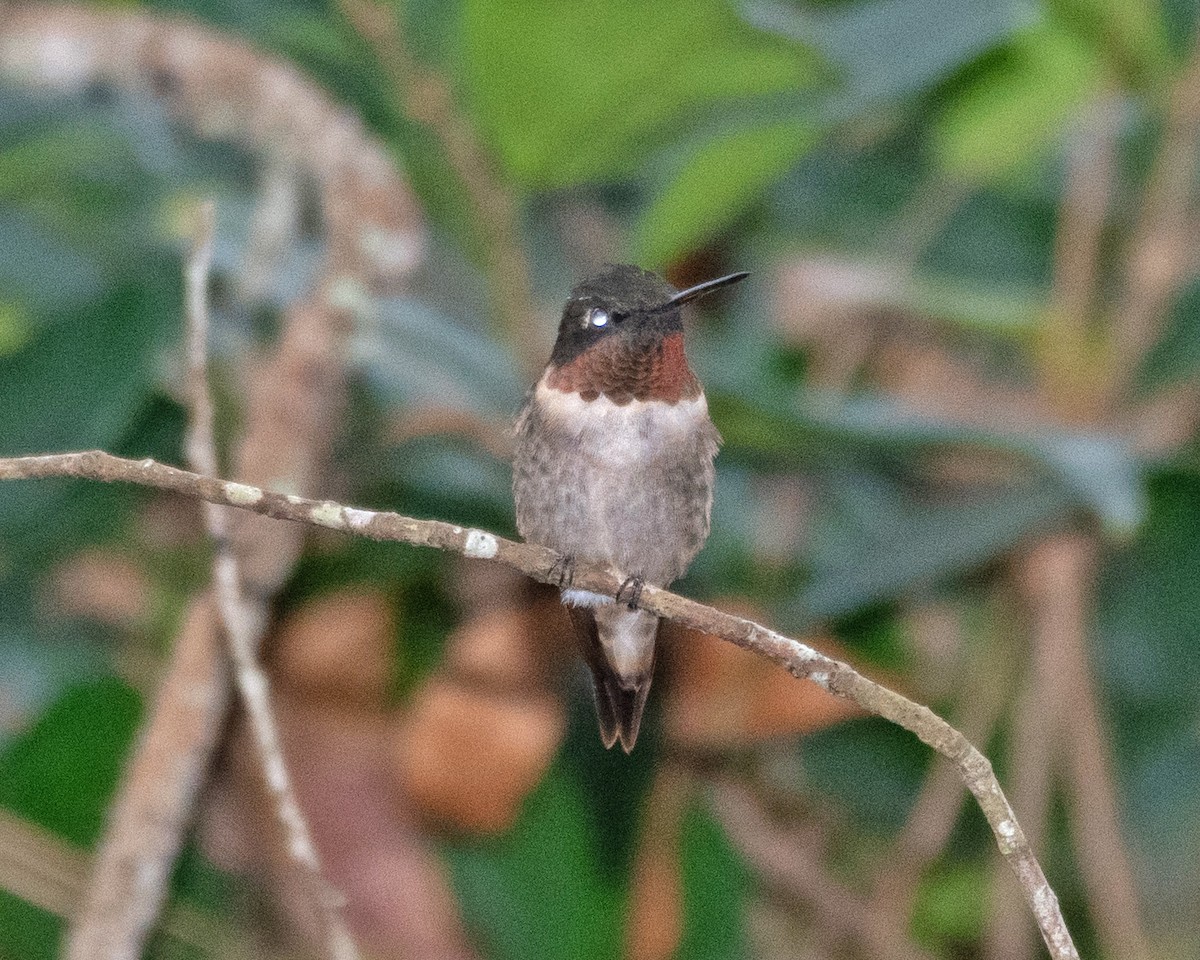 Ruby-throated Hummingbird - ML613607143