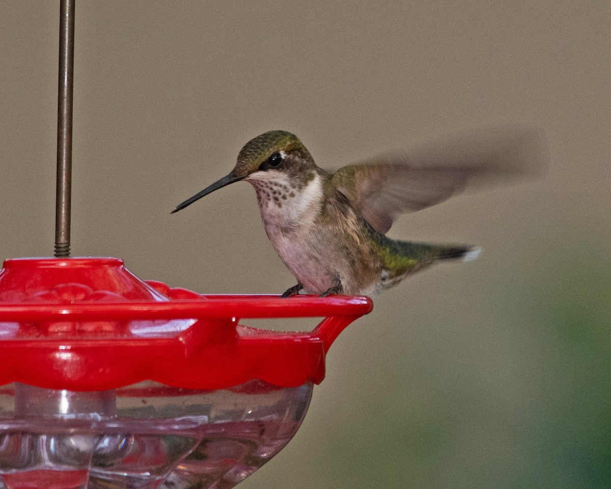 Ruby-throated Hummingbird - ML613607144