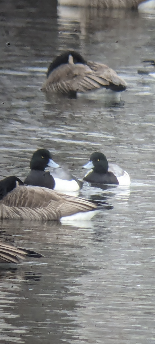 eBird Checklist - 16 Jan 2024 - Nassau County Stormwater Basin No. 21