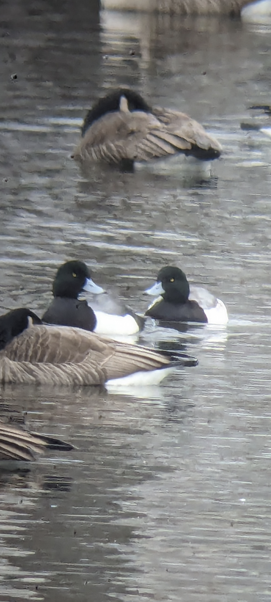 Greater Scaup - ML613607499