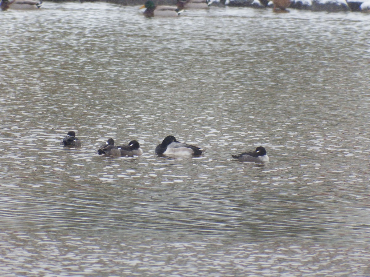 Greater Scaup - ML613607535