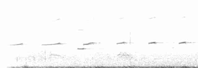 Magellanic Oystercatcher - ML613607541