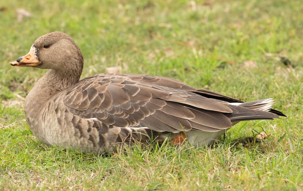 Greater White-fronted Goose - ML613607839