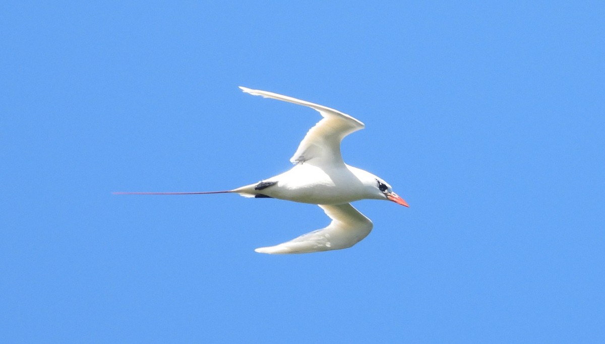 Red-tailed Tropicbird - ML613607891