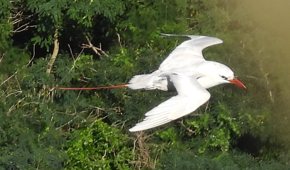 Red-tailed Tropicbird - ML613607912