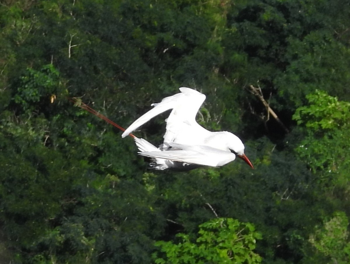 Red-tailed Tropicbird - ML613607915