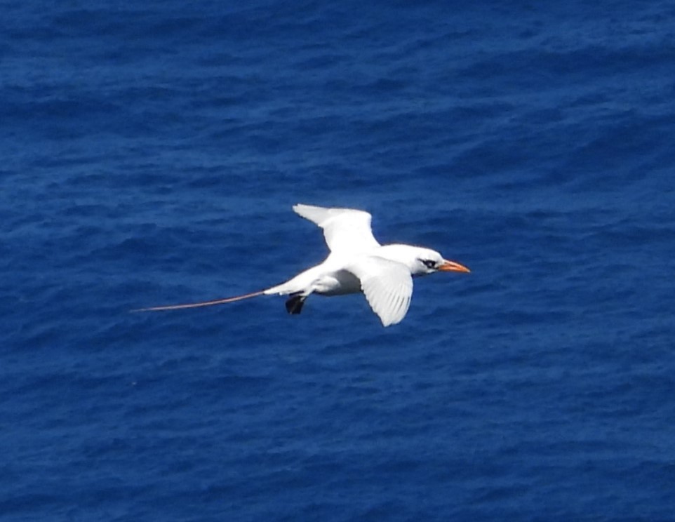Red-tailed Tropicbird - ML613607936