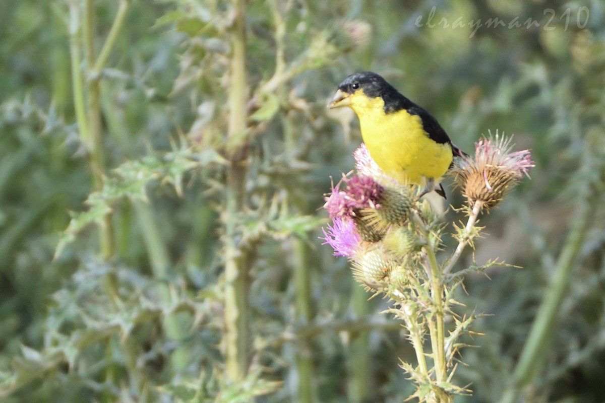 Lesser Goldfinch - Ricardo Arredondo