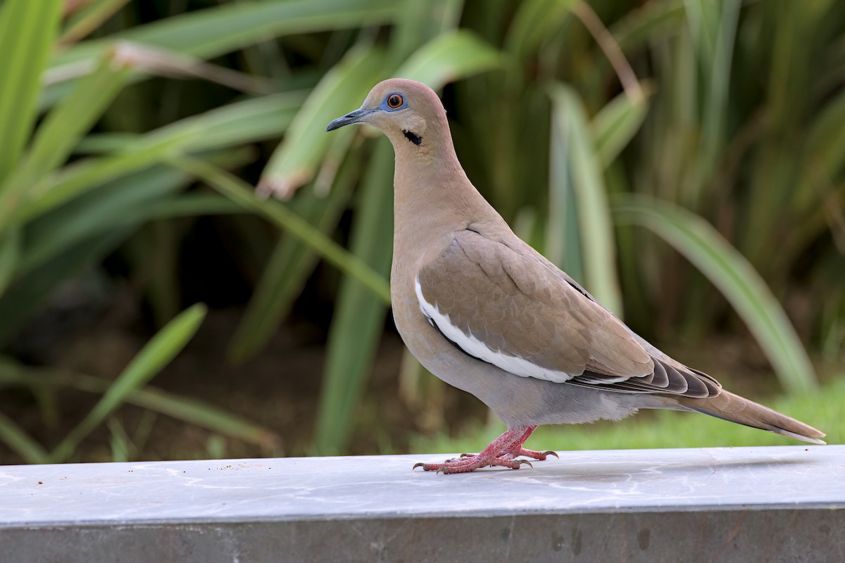 White-winged Dove - ML613608161