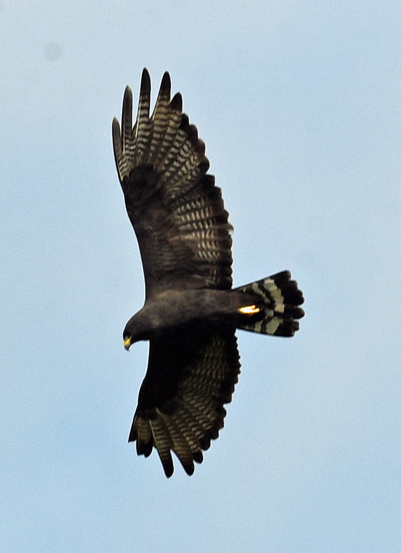 Zone-tailed Hawk - Barbara Strobino