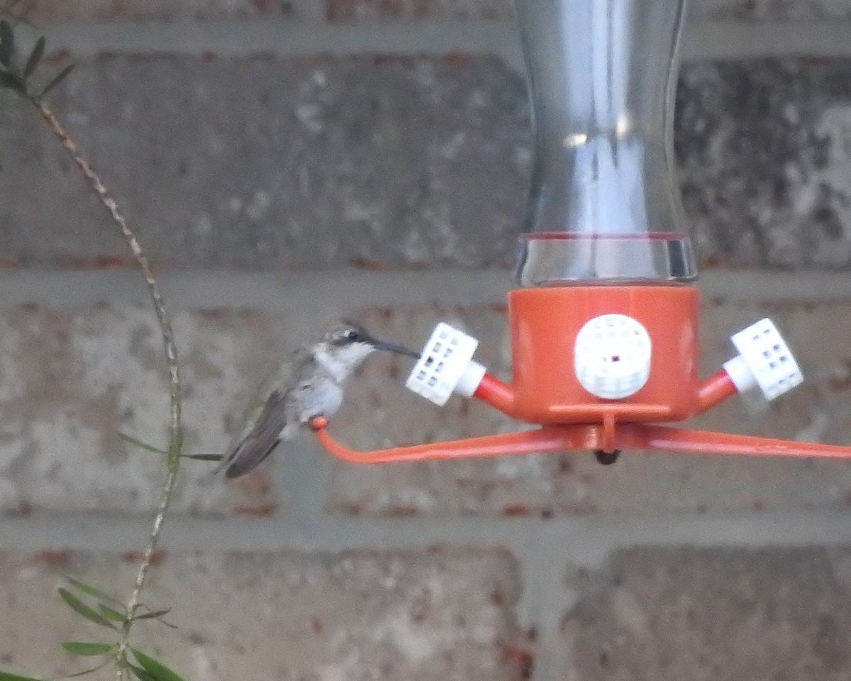 Black-chinned Hummingbird - ML613608382