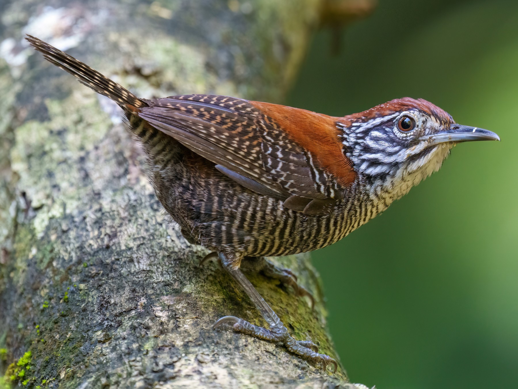 Cucarachero ribereño - eBird