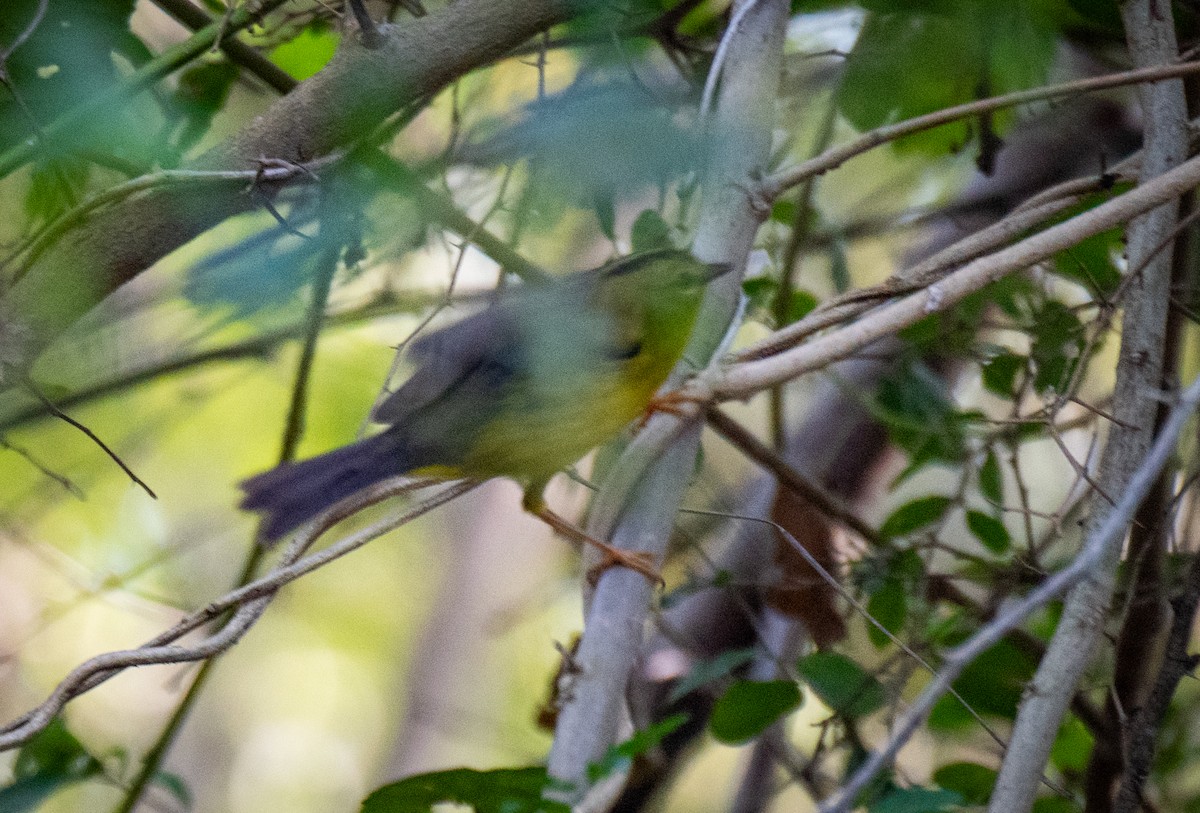 Golden-crowned Warbler - ML613608686