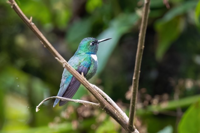 White-throated Daggerbill