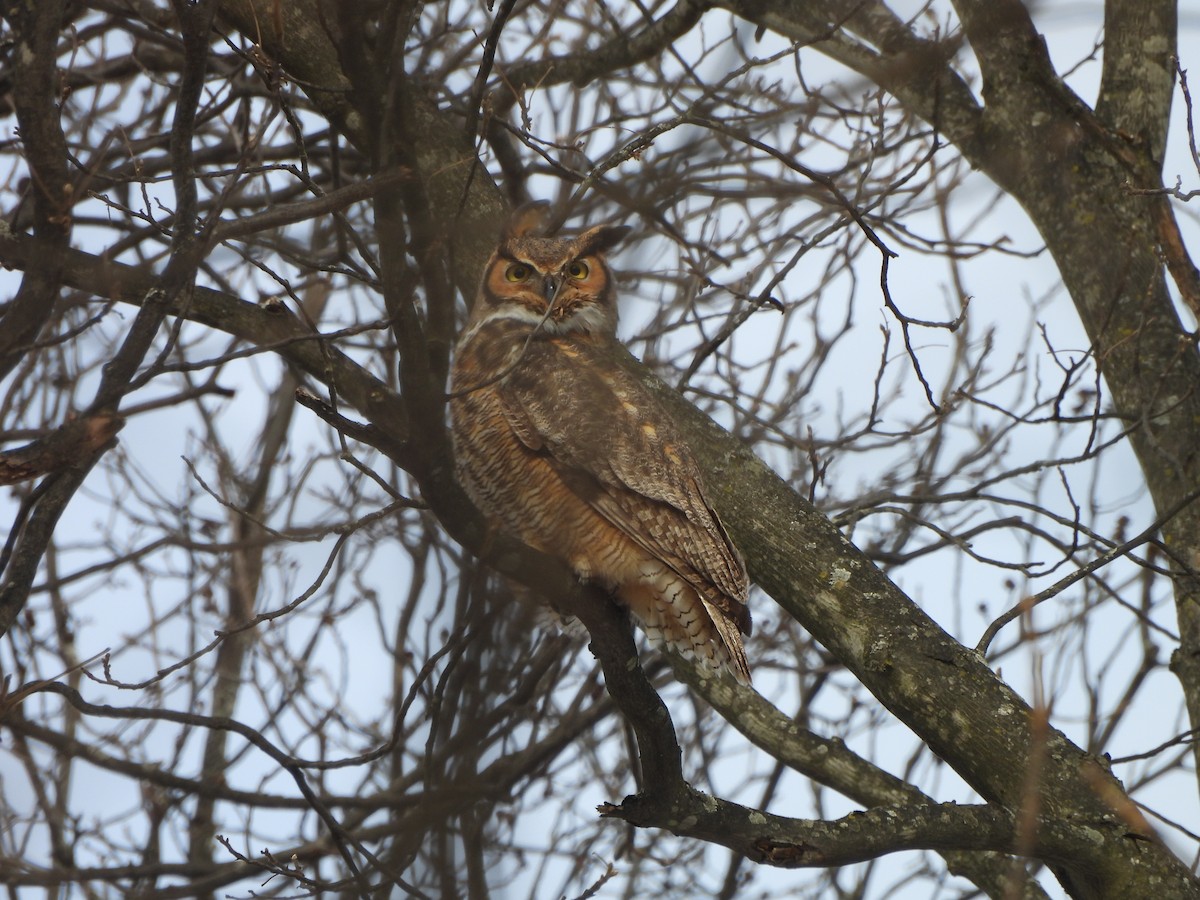 Great Horned Owl - ML613609082