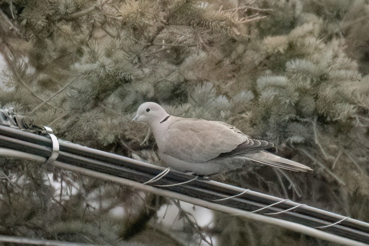 Eurasian Collared-Dove - ML613609383
