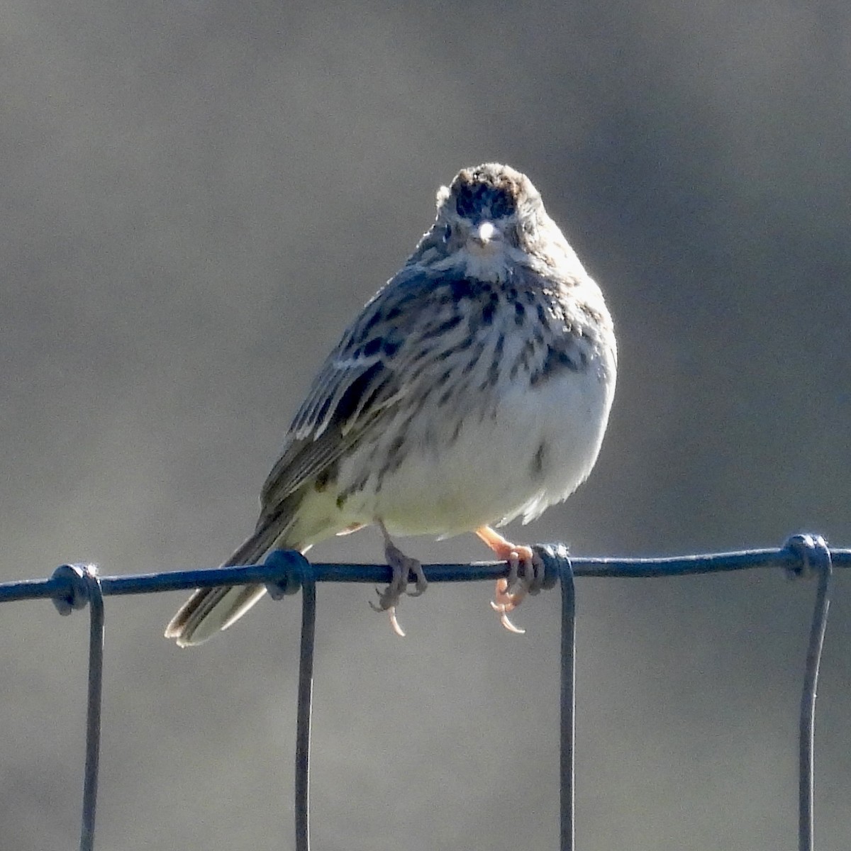 Vesper Sparrow - ML613609392