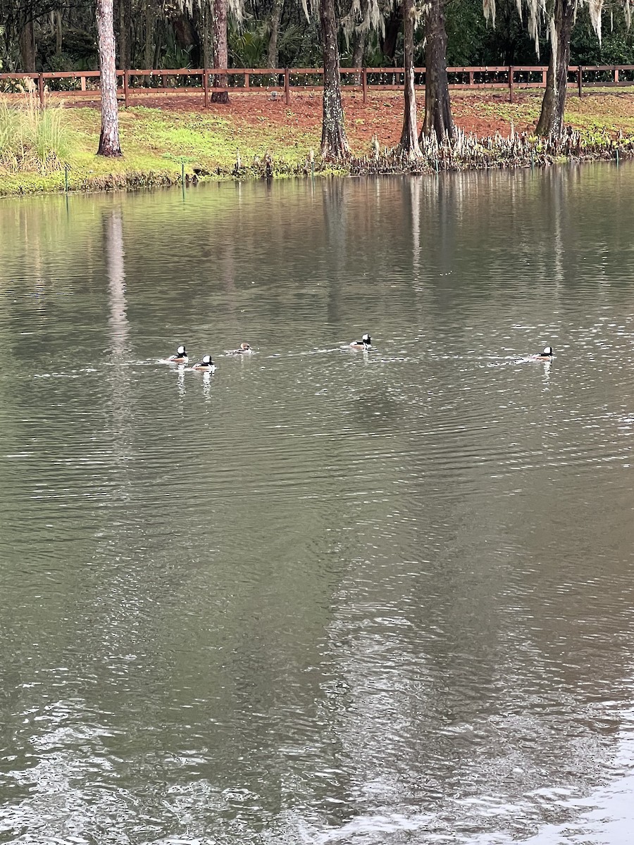 eBird Checklist 16 Jan 2024 North Florida Regional Hospital Pond