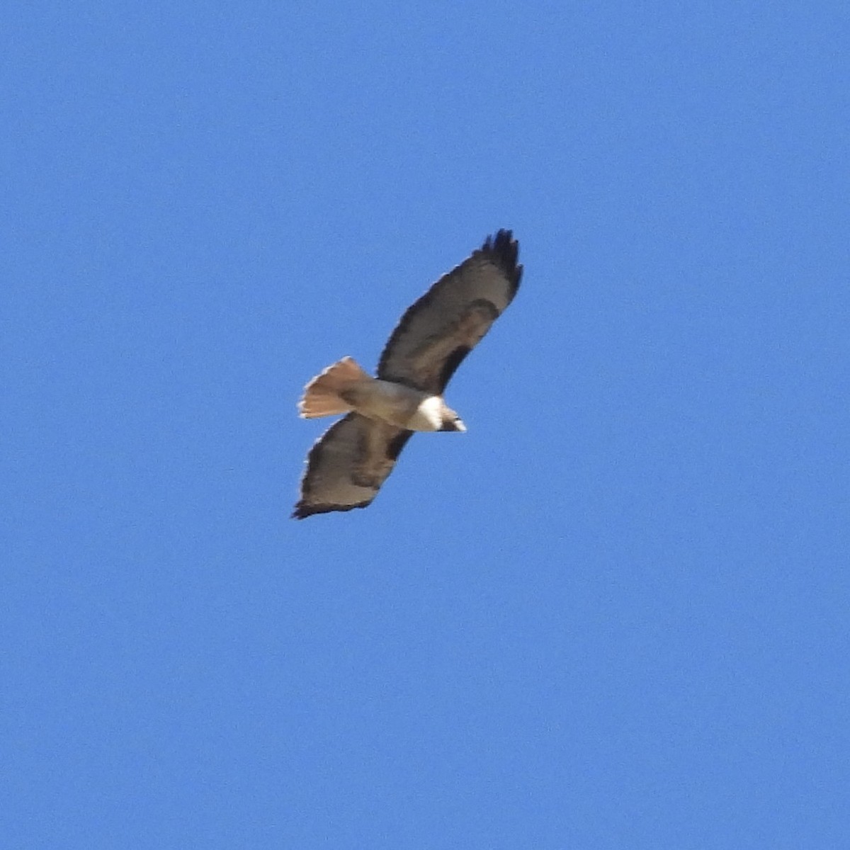 Red-tailed Hawk - ML613609480