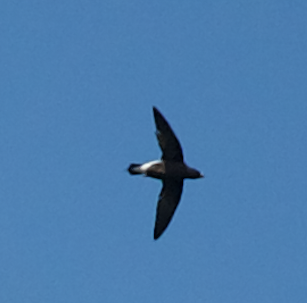 Brown-backed Needletail - ML613609541