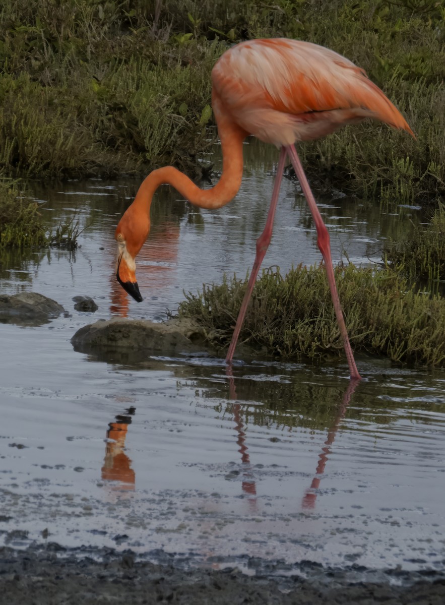 American Flamingo - Susan Davis