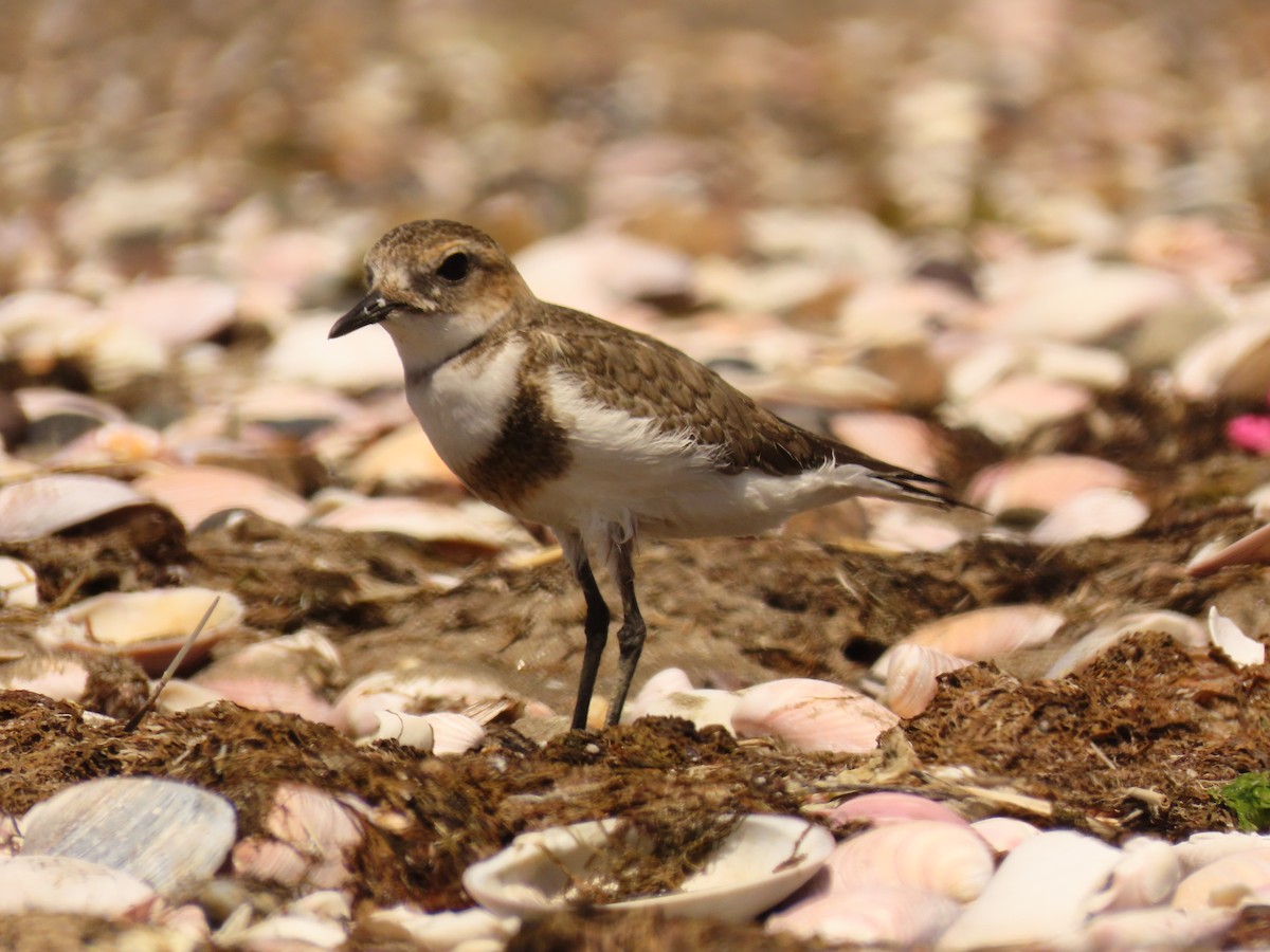 Two-banded Plover - ML613610095