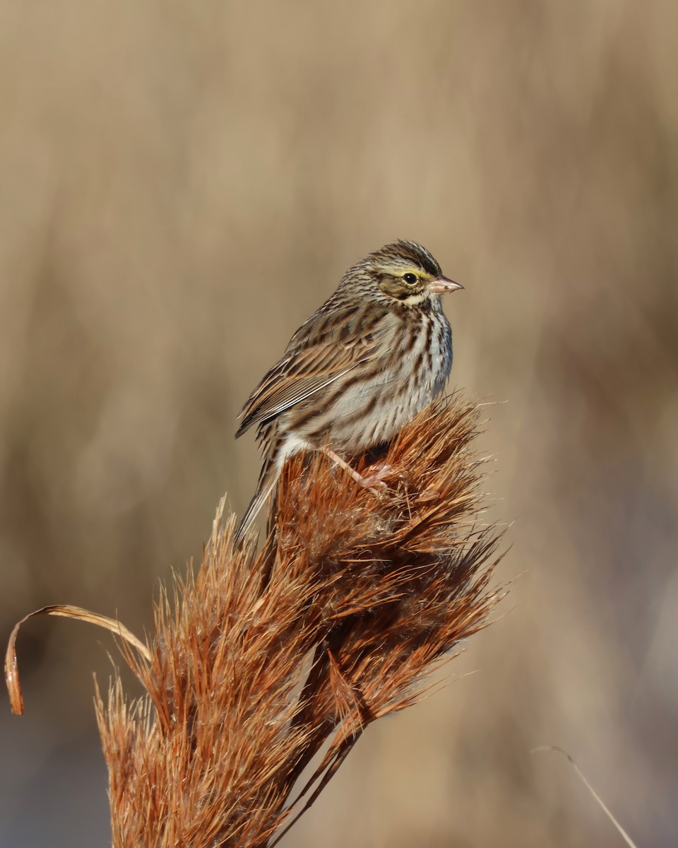 Savannah Sparrow - ML613610233