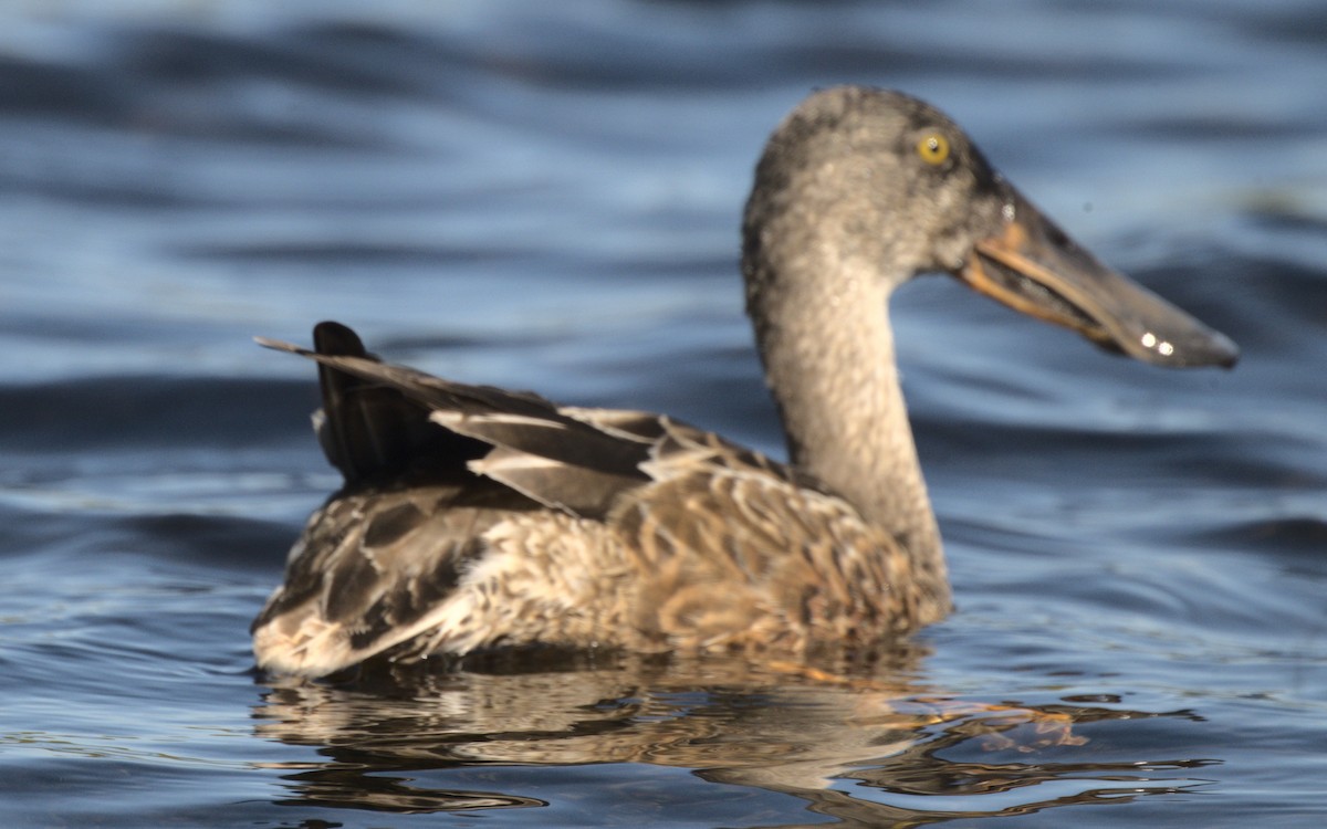 eBird Checklist 2 Jan 2024 Merritt Island NWRBlack Point Wildlife