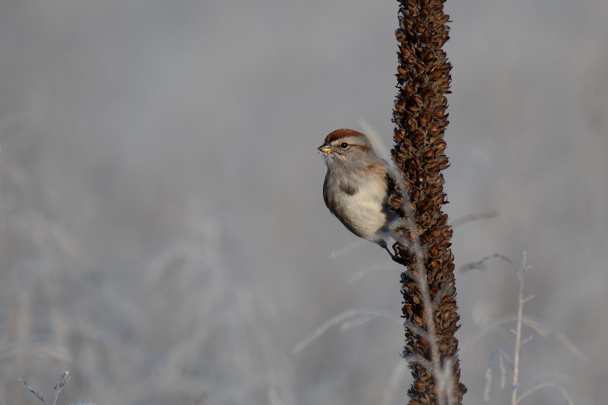 American Tree Sparrow - ML613610646