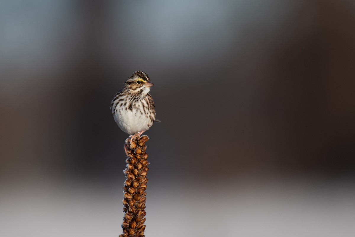 Savannah Sparrow (Savannah) - ML613610681