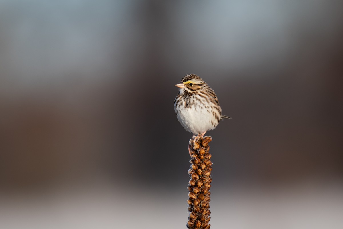 Savannah Sparrow (Savannah) - David Miller