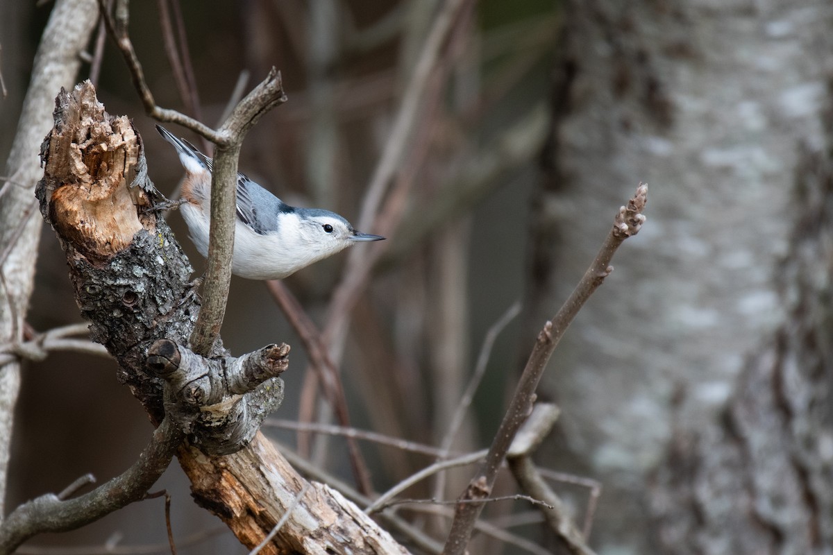 White-breasted Nuthatch (Eastern) - ML613610841