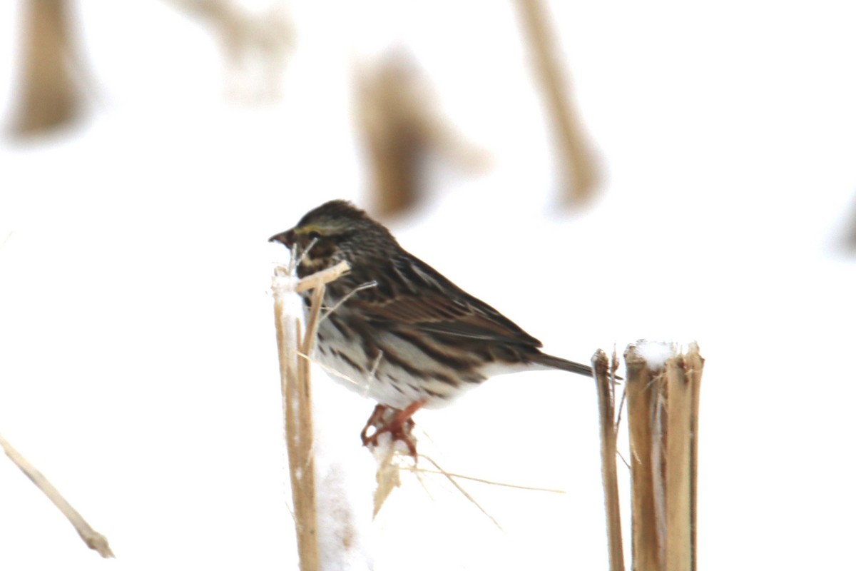 Savannah Sparrow - ML613610863