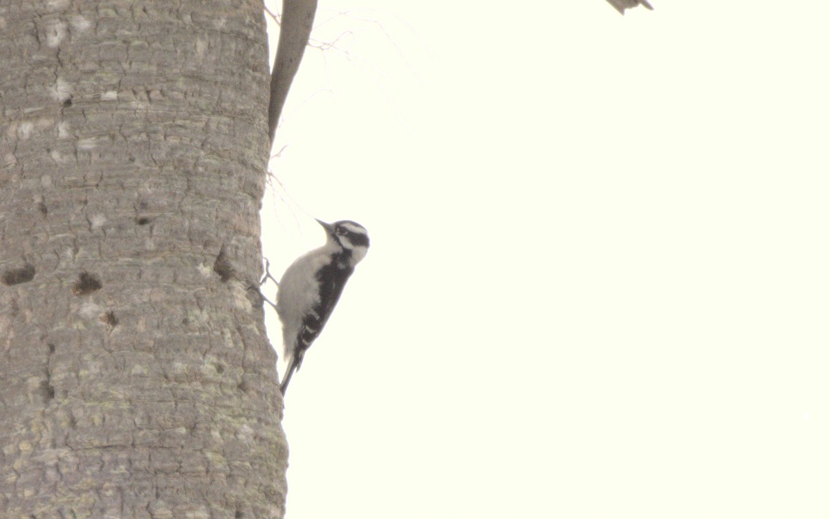 Downy Woodpecker - ML613610919