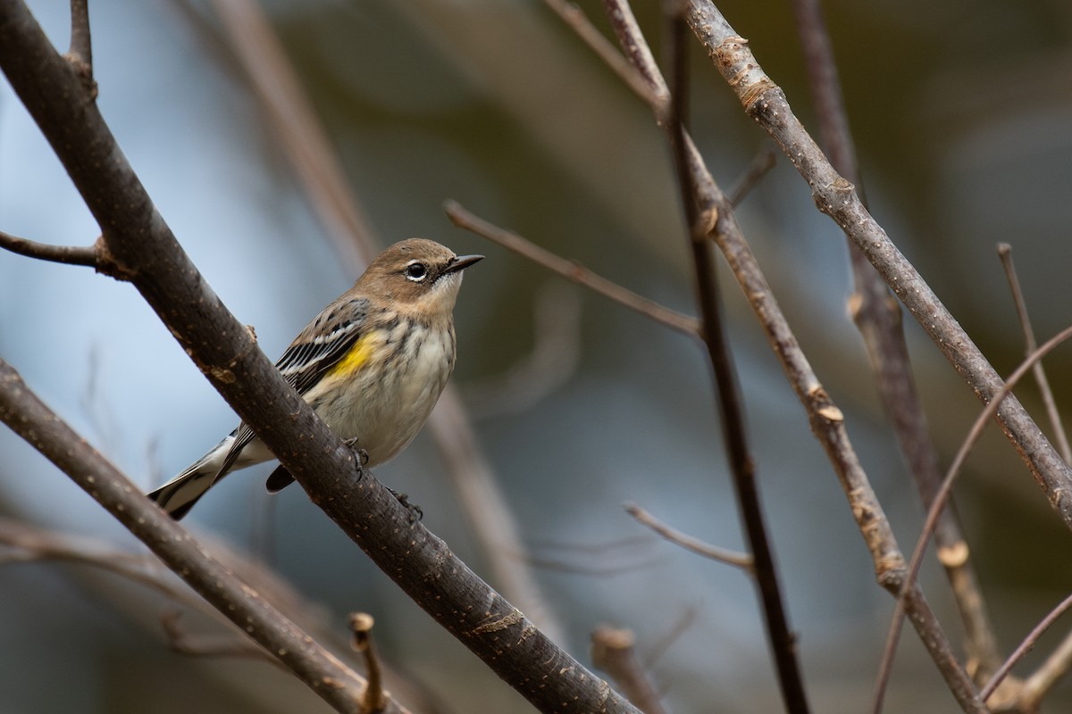 Yellow-rumped Warbler (Myrtle) - David Miller