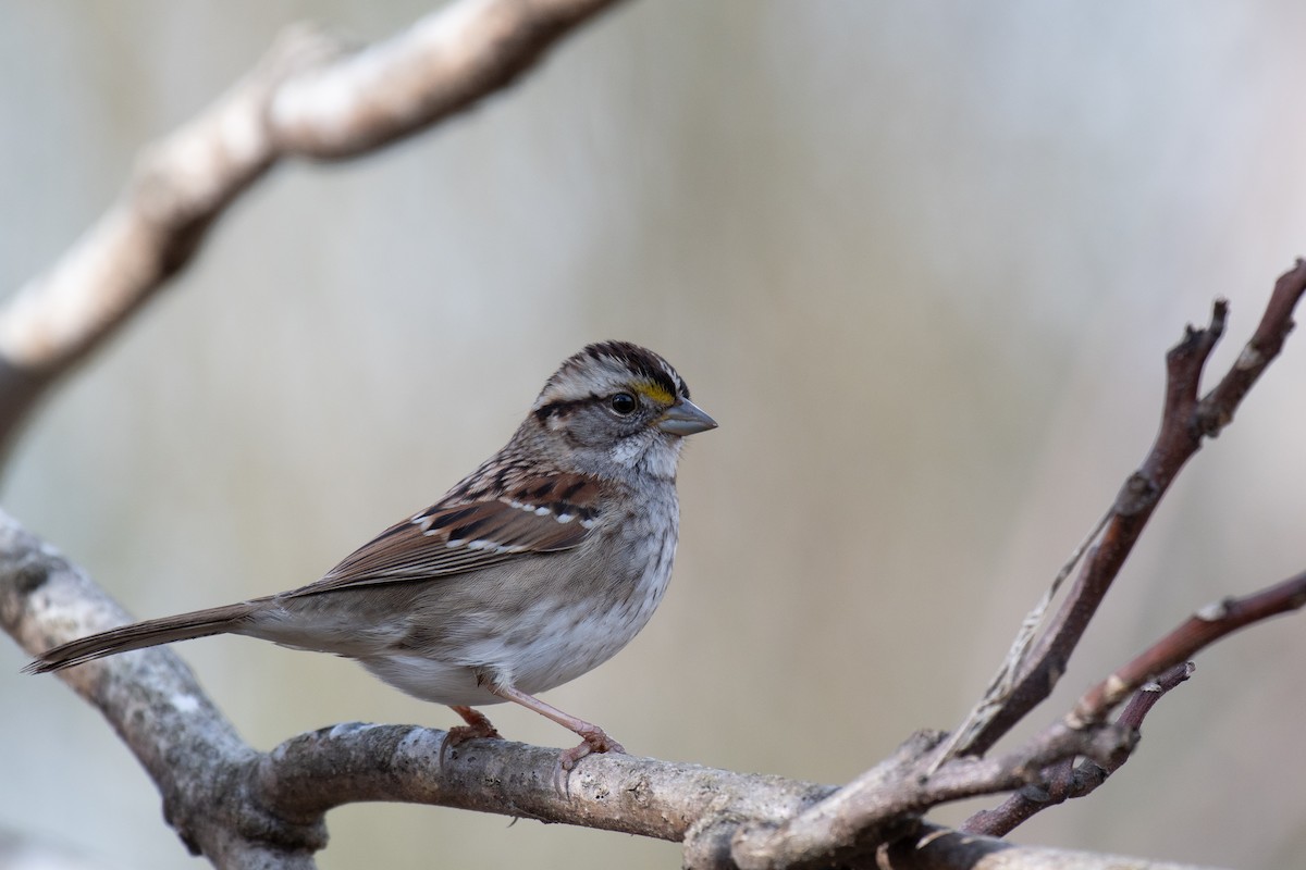 White-throated Sparrow - David Miller