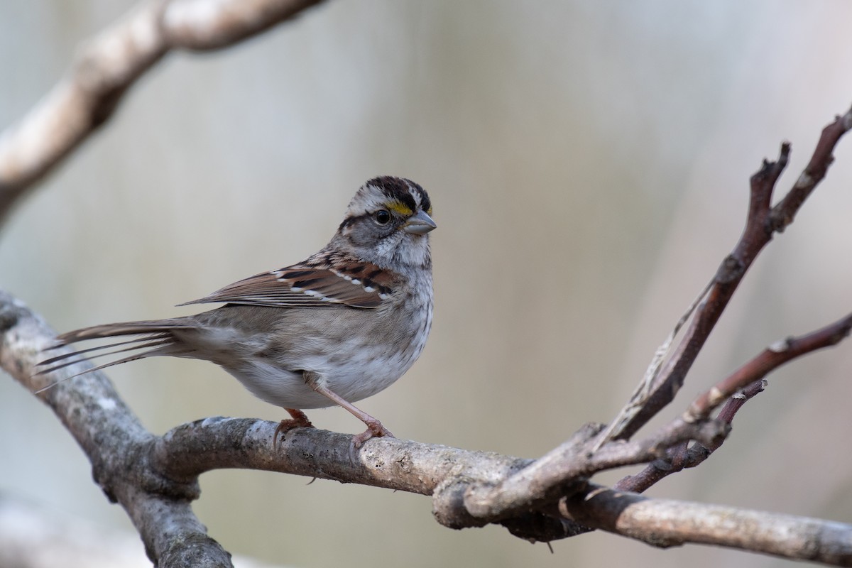 White-throated Sparrow - ML613611169