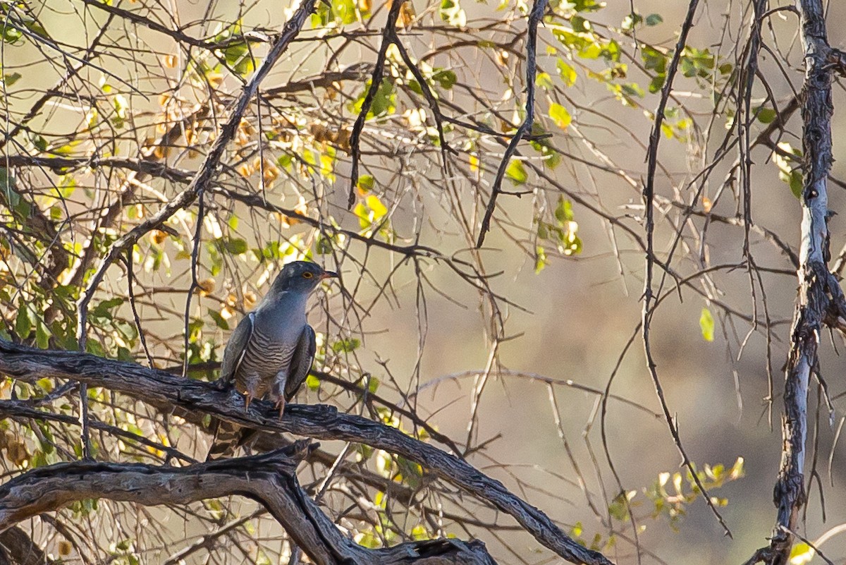 African Cuckoo - ML613611218