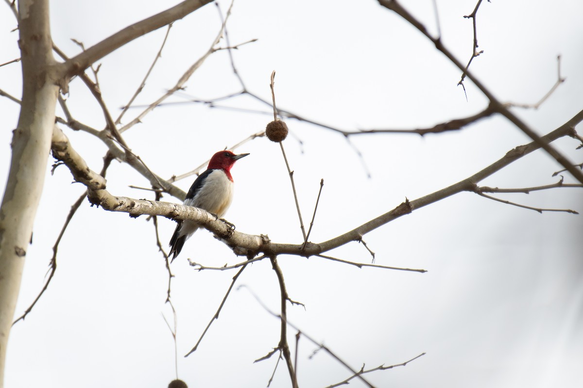 Red-headed Woodpecker - ML613611220