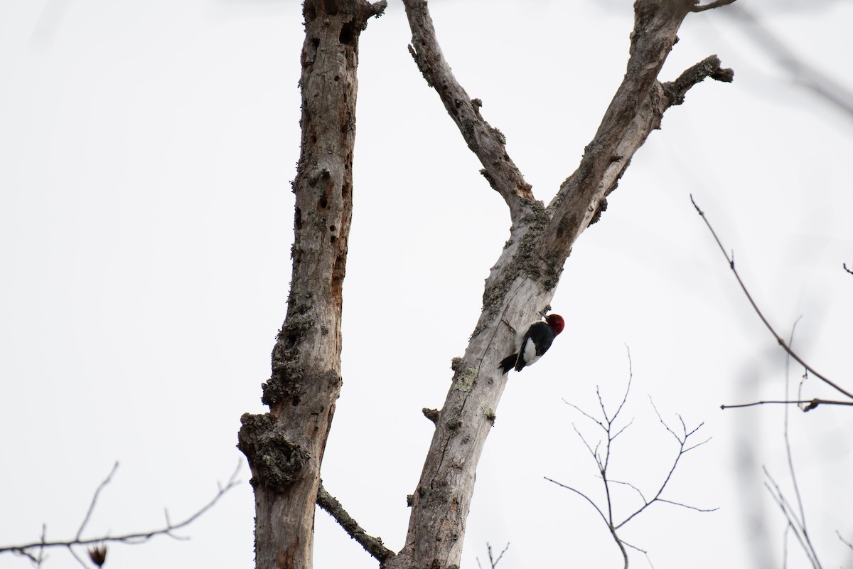Red-headed Woodpecker - ML613611221