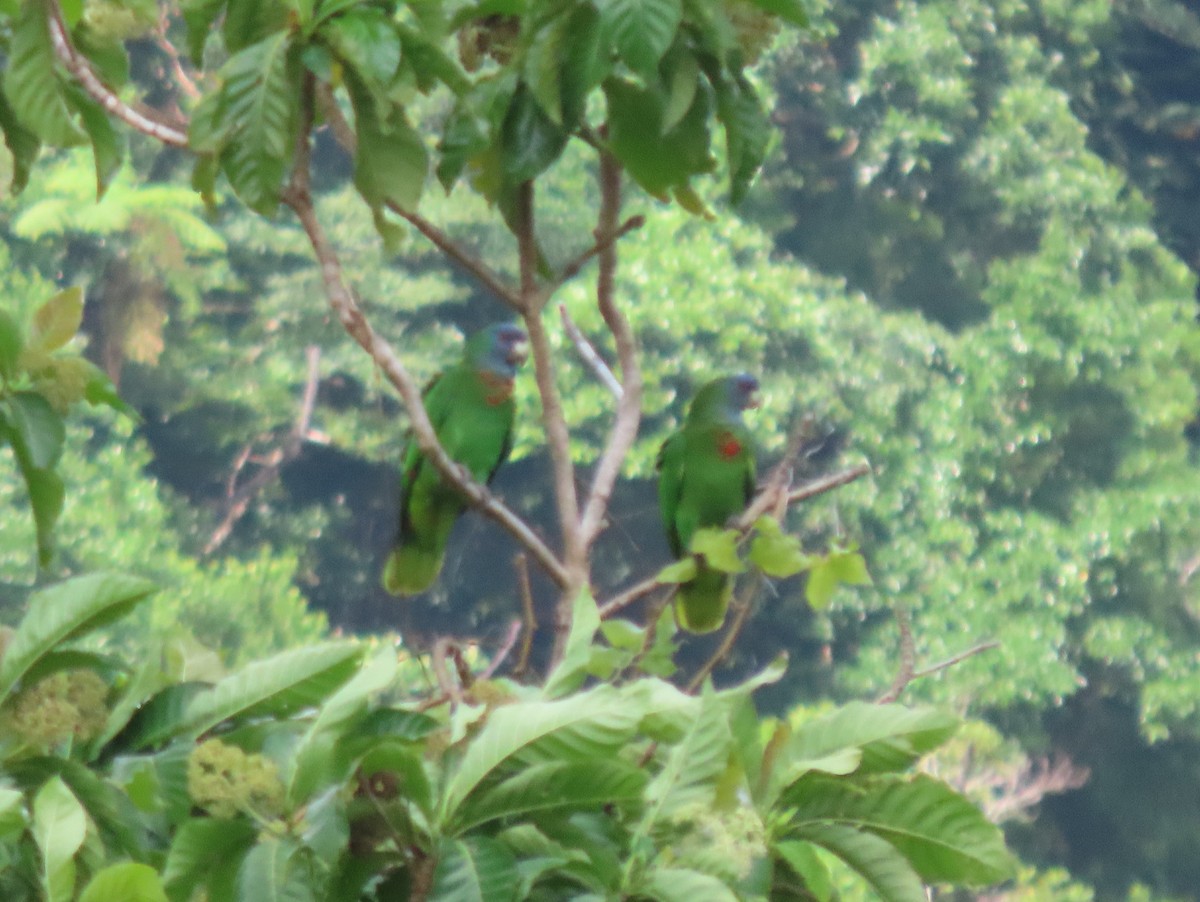 Red-necked Parrot - ML613611251