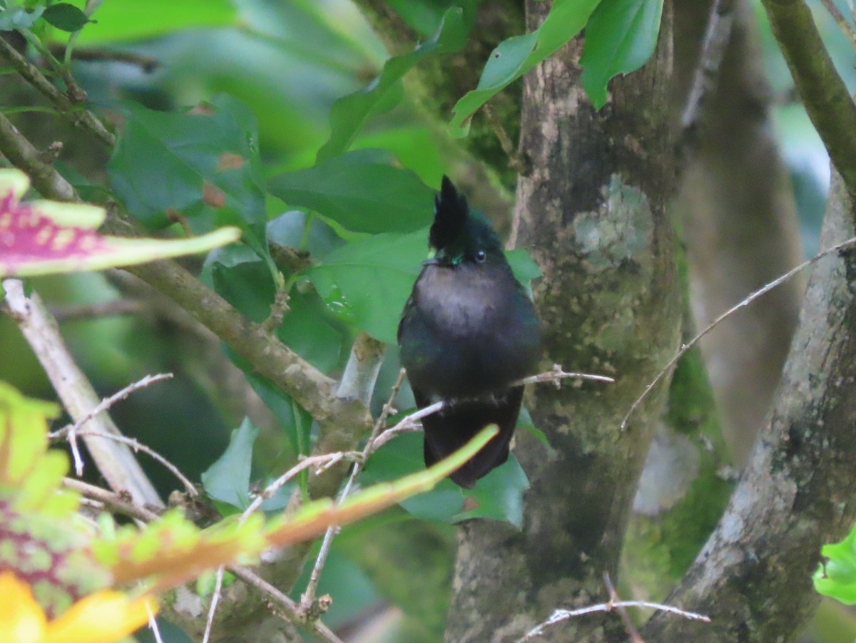 Antillean Crested Hummingbird - ML613611287