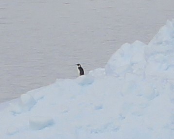 Emperor Penguin - ML613611355