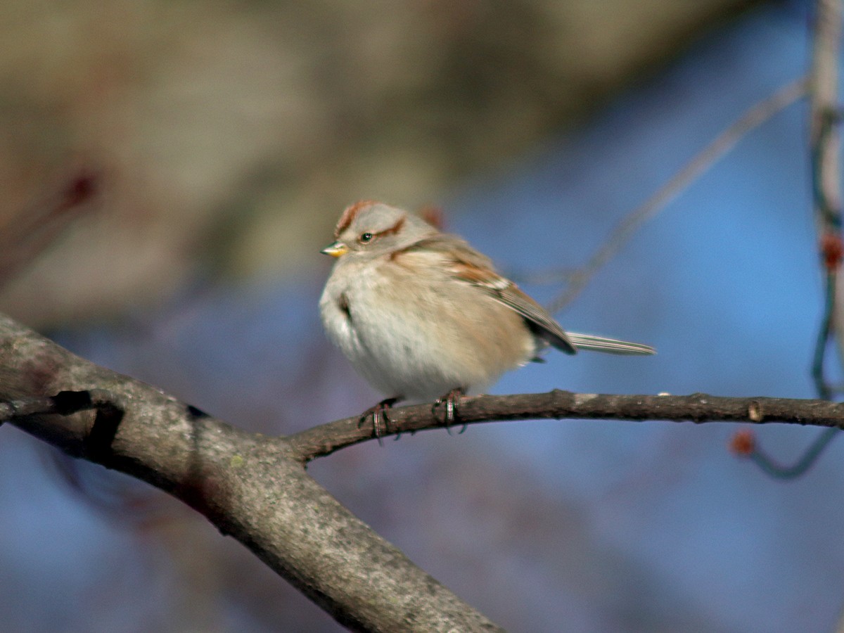 American Tree Sparrow - ML613611423